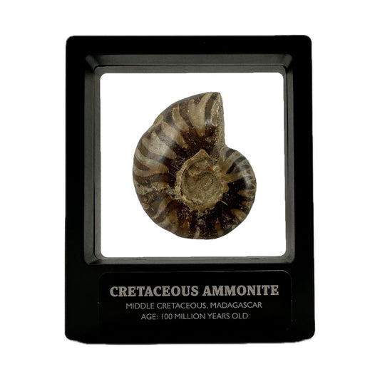 Shelled Madagascan Ammonite Fossil With Box And Display Case - Cretaceous Ammonite Fossil Madagascar