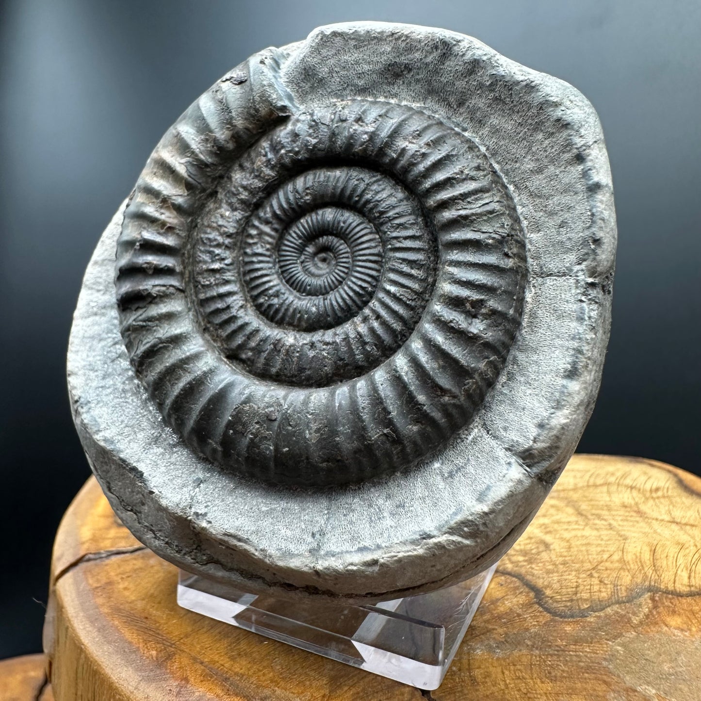Dactylioceras Ammonite Fossil With box and Stand - Whitby, North Yorkshire Jurassic Coast Yorkshire Fossils