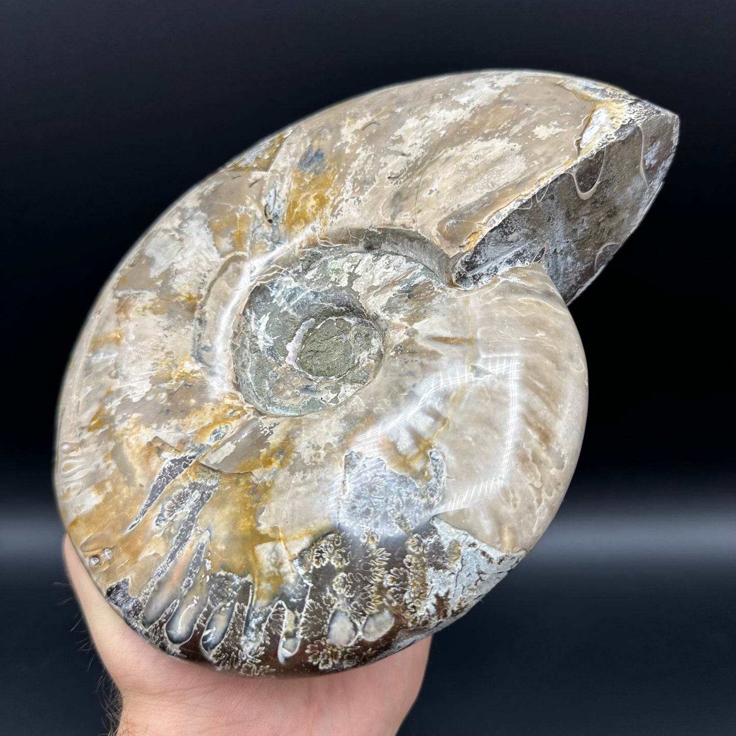 Cleoniceras Ammonite Fossil With Stand - Cretaceous Ammonite Madagascar