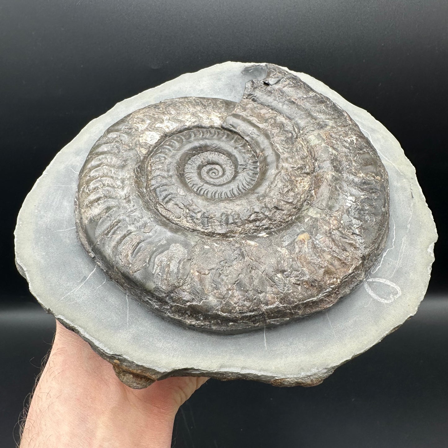 Hildoceras lusitanicum Ammonite fossil - Whitby, North Yorkshire Jurassic Coast, Yorkshire Fossils from the Jurassic Coast