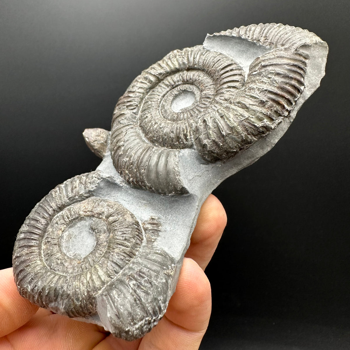 Dactylioceras Ammonite Fossil With Stand - Whitby, North Yorkshire Jurassic Coast Yorkshire Fossils