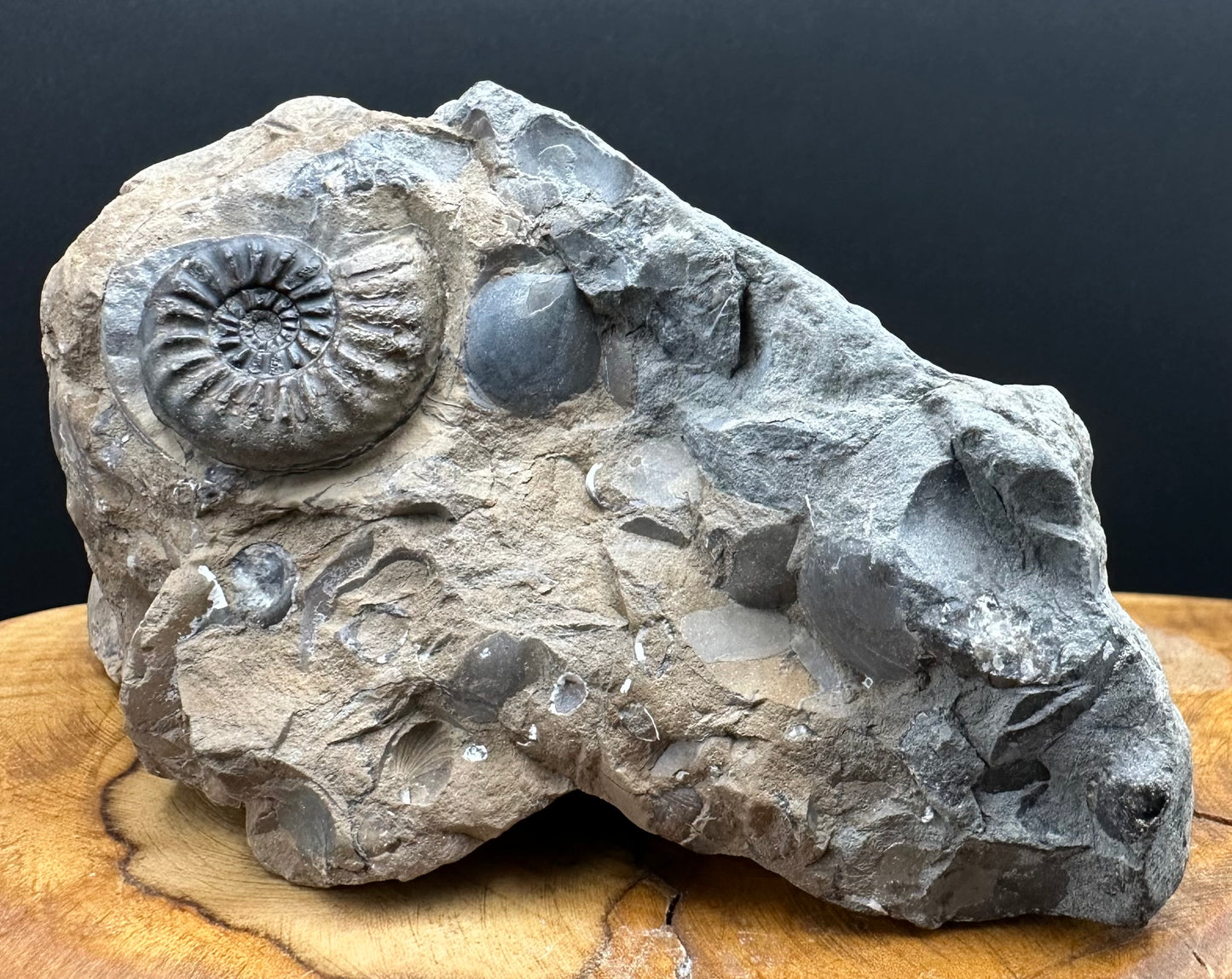 Amaltheus subnodosus Ammonite fossil with stand - Whitby, North Yorkshire Jurassic Coast Yorkshire Fossils
