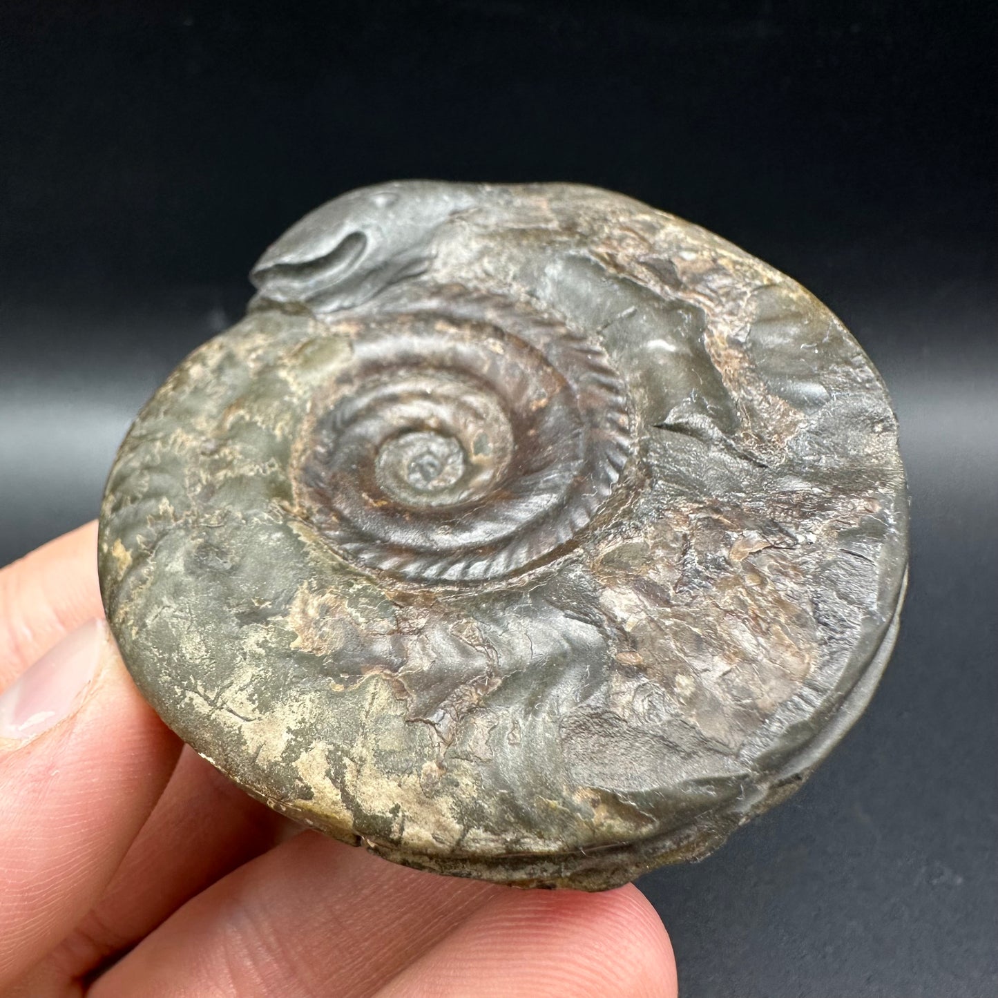 Snakestone Ammonite Fossil With Bag/Box And Stand - Whitby, North Yorkshire Jurassic Coast Yorkshire Fossils
