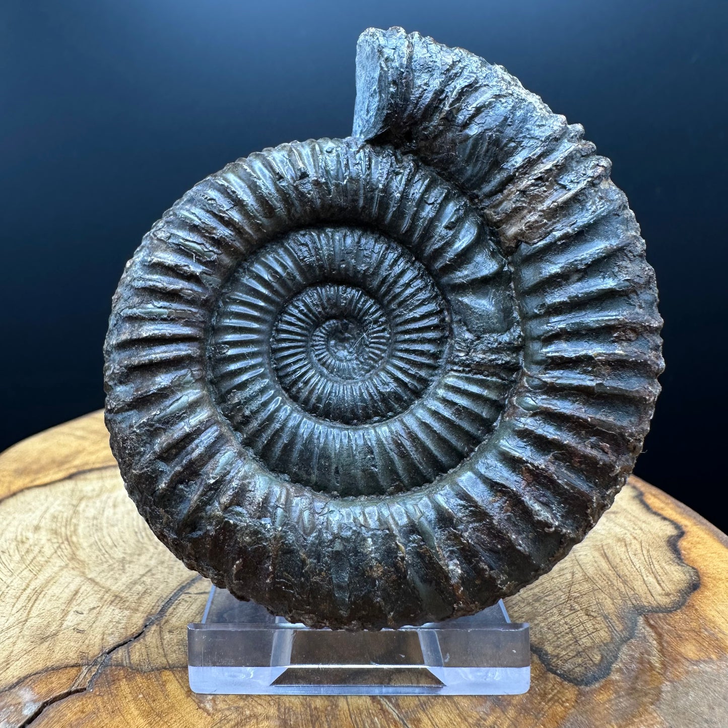Dactylioceras Ammonite Fossil With box and Stand - Whitby, North Yorkshire Jurassic Coast Yorkshire Fossils
