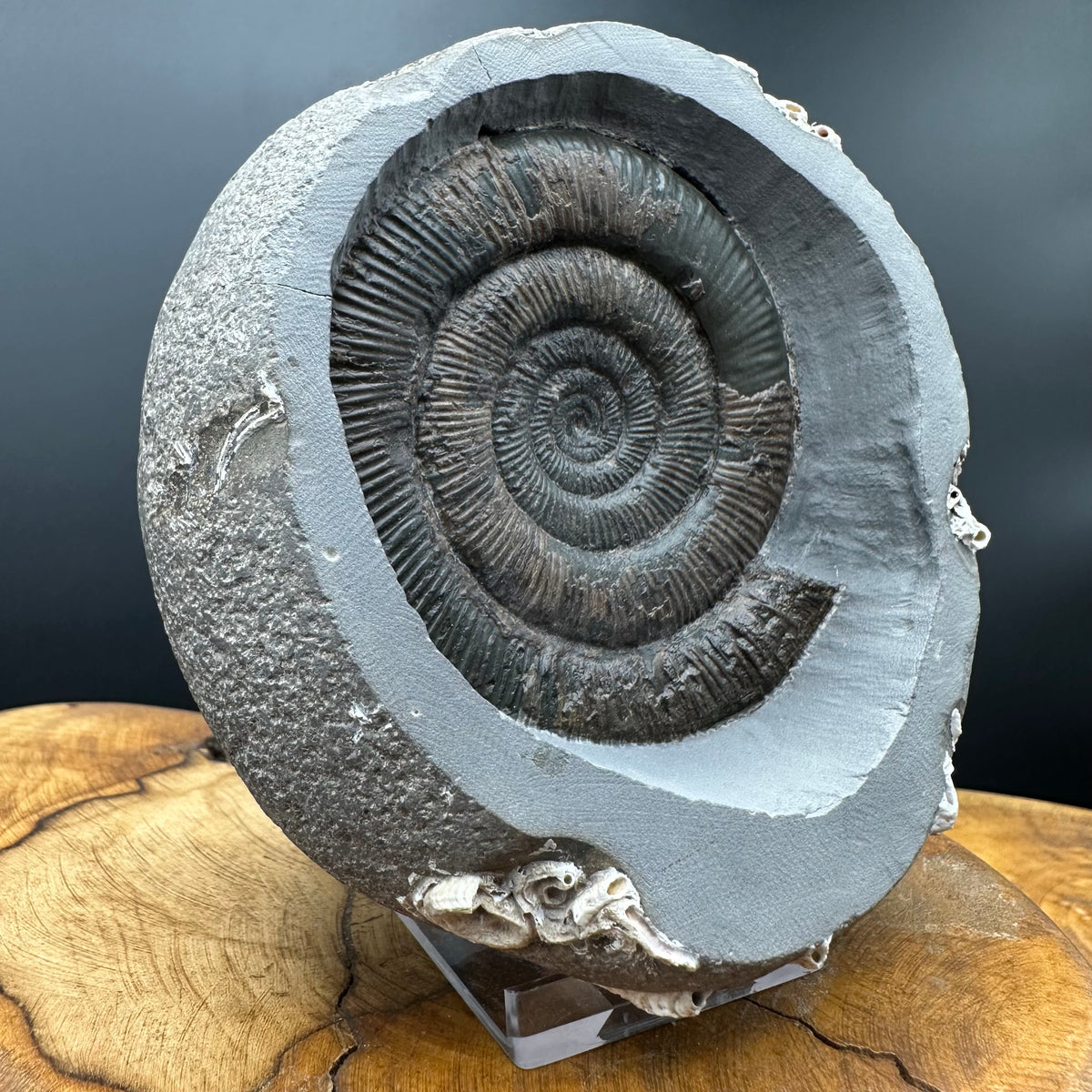 Dactylioceras tenuicostatum Ammonite fossil with box and stand - Whitby, North Yorkshire Jurassic Coast