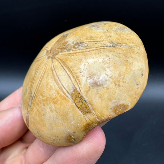 Holectypus Sea Urchin Fossil With Box And Stand - Middle Jurassic Madagascar