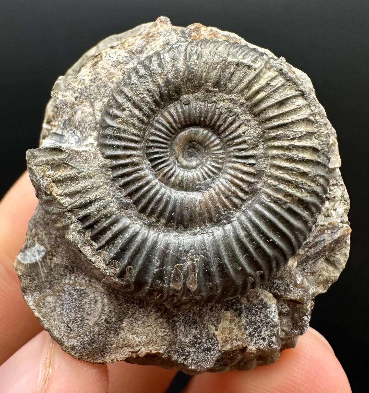 Dactylioceras Ammonite Fossil Gift Set - Whitby, North Yorkshire Jurassic Coast Yorkshire Fossils