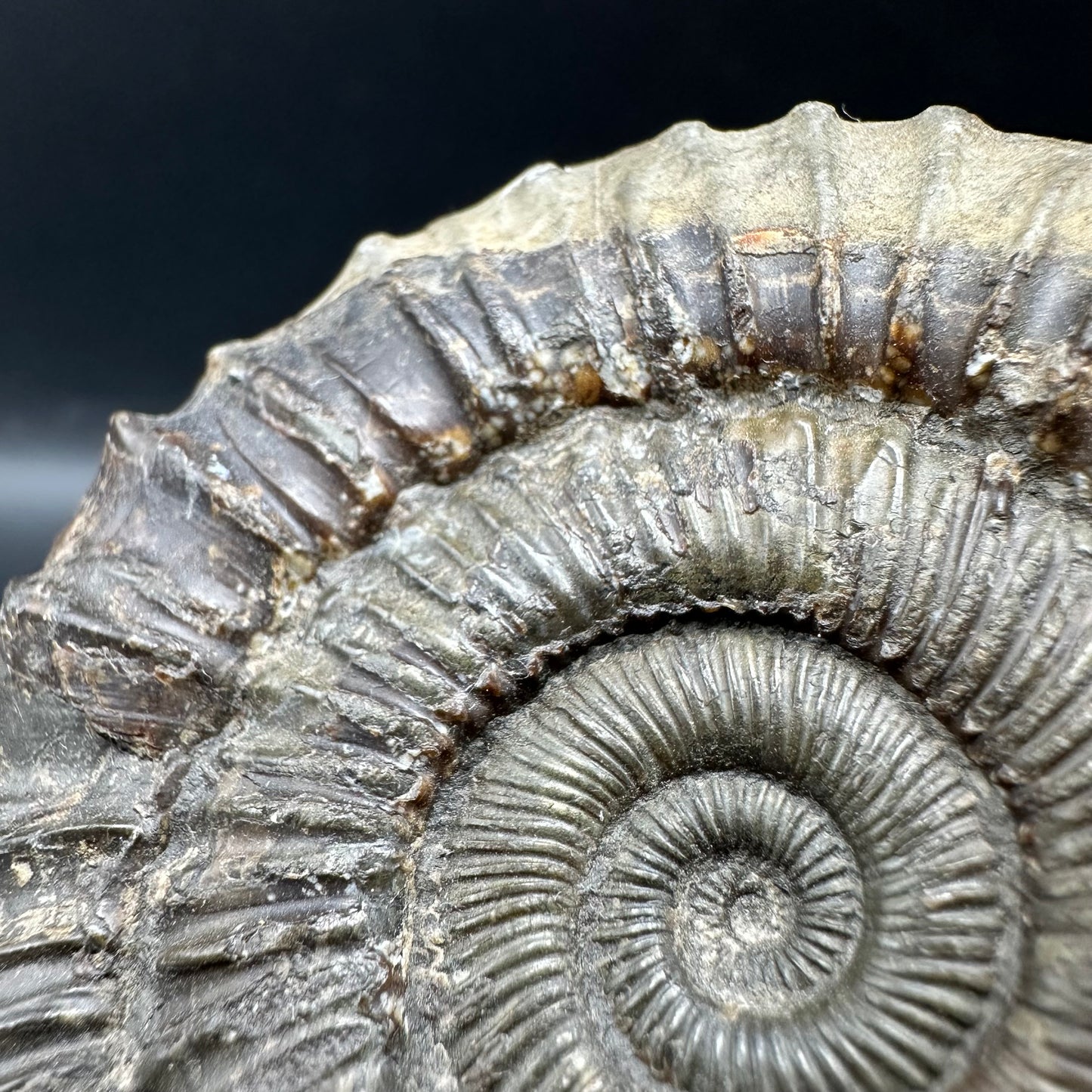 Peronoceras fibulatum Ammonite fossil with box and stand - Whitby, North Yorkshire Jurassic Coast Yorkshire Fossils