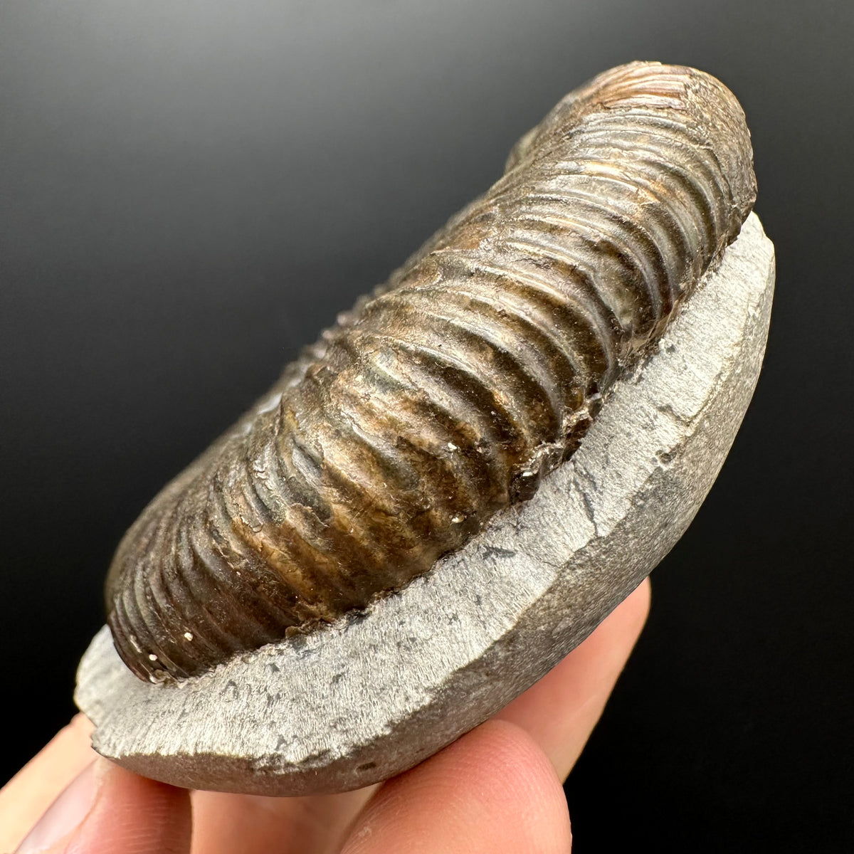 Dactylioceras Ammonite Fossil With box and Stand - Whitby, North Yorkshire Jurassic Coast Yorkshire Fossils