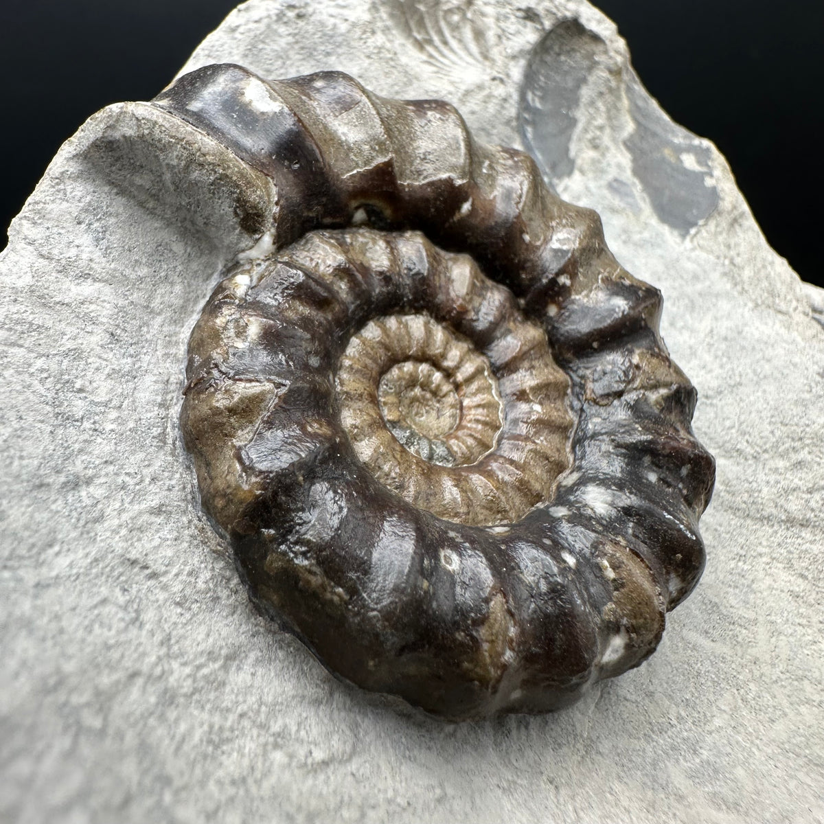 Androgynoceras maculatum ammonite fossil with stand - Whitby, North Yorkshire Jurassic Coast Yorkshire Fossils