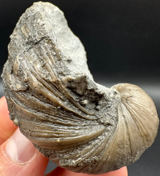 Gryphaea shell fossil with box and stand - Whitby, North Yorkshire, Jurassic Coast, Yorkshire Fossils found on the Jurassic Coast