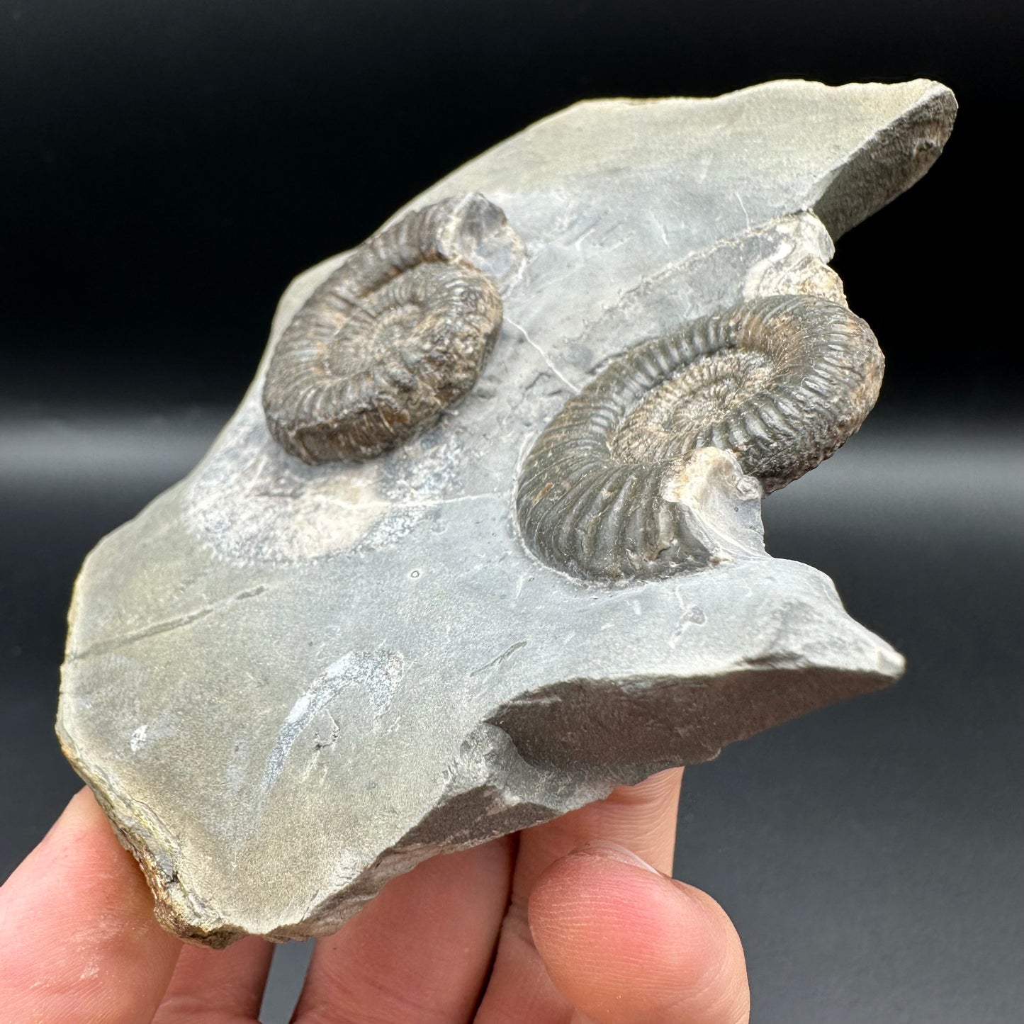 Zugodactylites ammonite fossil with box and stand - Whitby, North Yorkshire Jurassic Coast, Yorkshire fossils