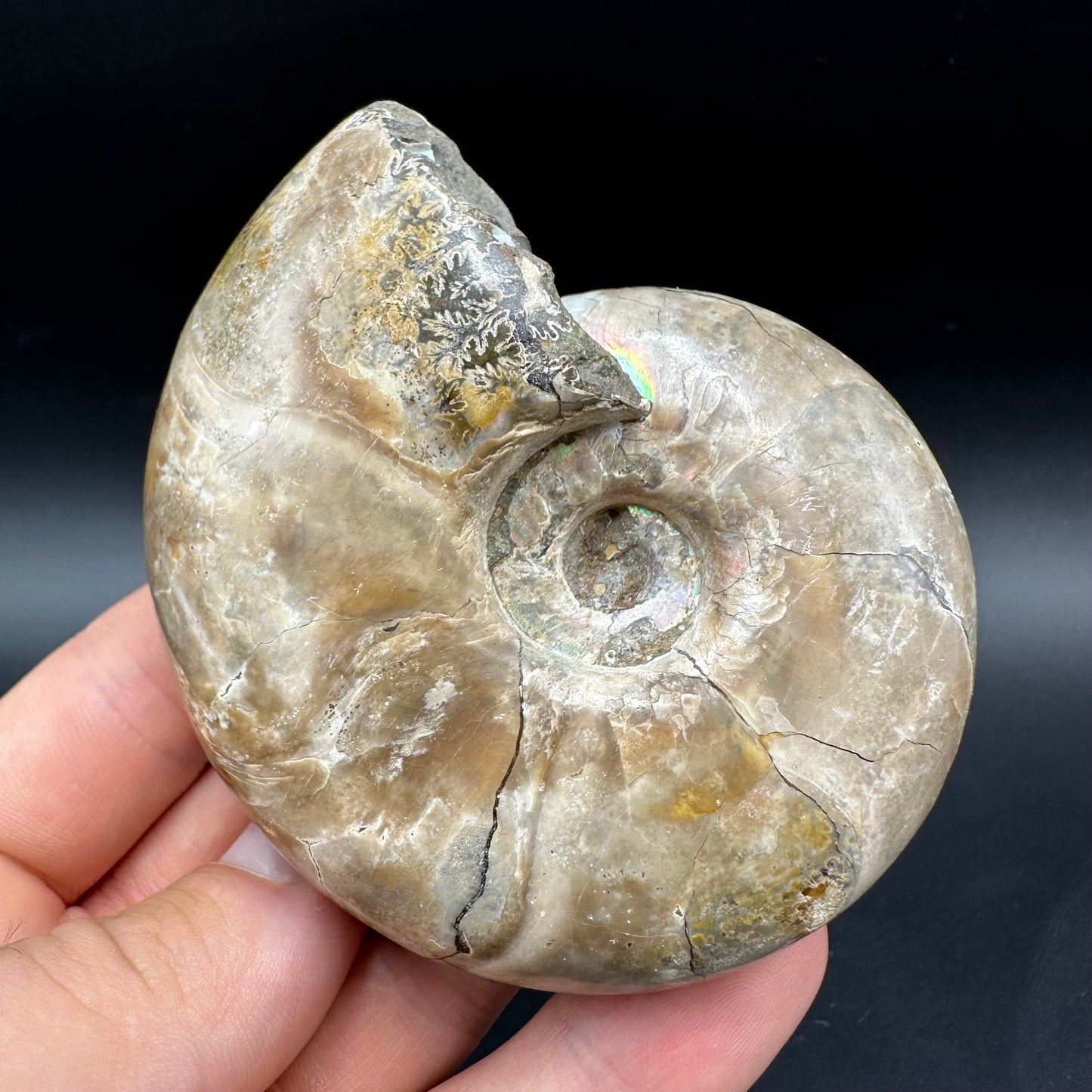 Puzosia Ammonite Fossil With Box And Stand - Cretaceous Ammonite Madagascar