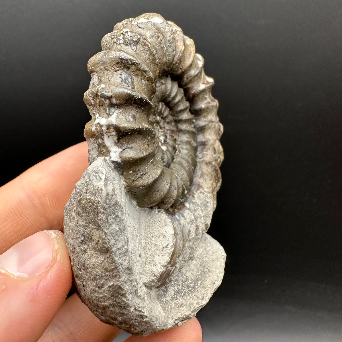 Androgynoceras maculatum ammonite fossil with box and stand - Whitby, North Yorkshire Jurassic Coast Yorkshire Fossils