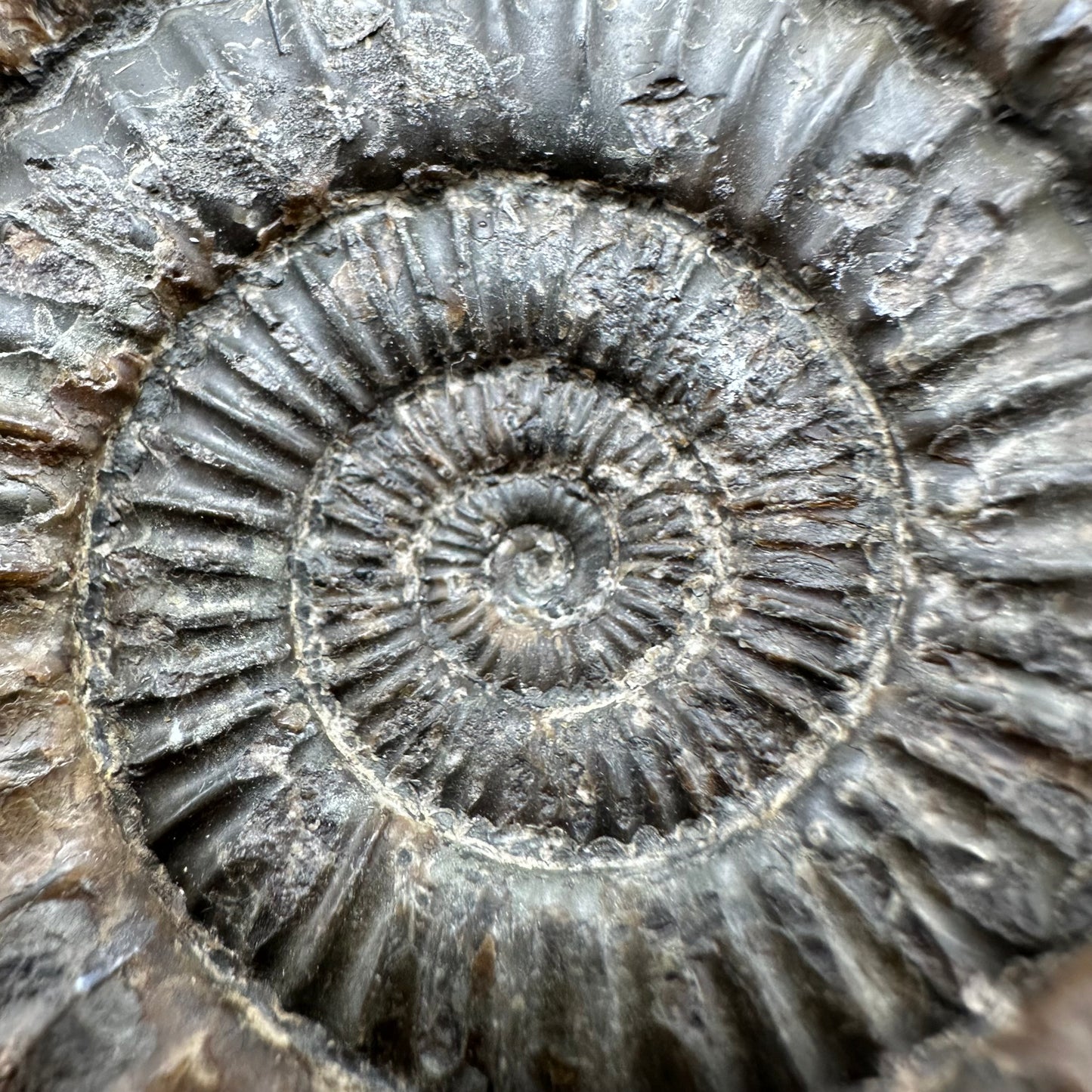 Dactylioceras Ammonite Fossil With Box And Stand - Whitby, North Yorkshire Jurassic Coast Yorkshire Fossils