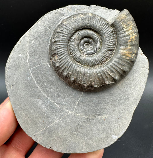 Peronoceras fibulatum Ammonite fossil with box and stand - Whitby, North Yorkshire Jurassic Coast Yorkshire Fossils