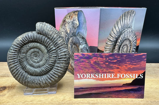 Dactylioceras Ammonite Fossil With box and Stand - Whitby, North Yorkshire Jurassic Coast Yorkshire Fossils