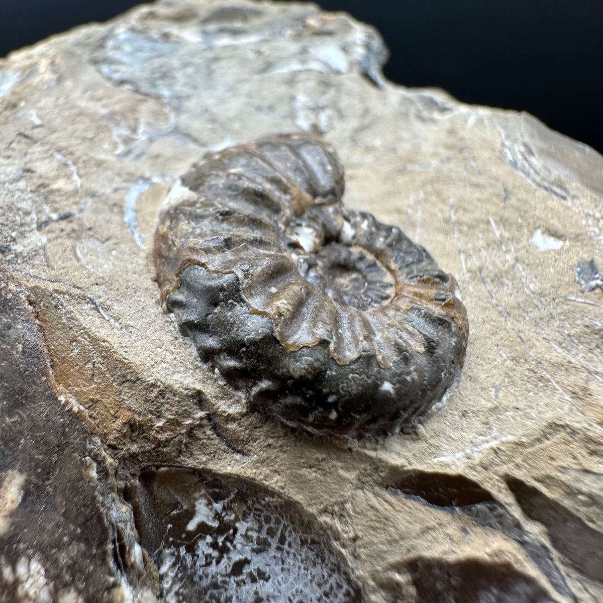 Amaltheus subnodosus Ammonite fossil with stand - Whitby, North Yorkshire Jurassic Coast Yorkshire Fossils