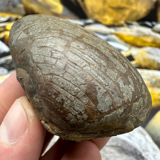 Yorkshire Fossils / £20 and under – Yorkshire.Fossils