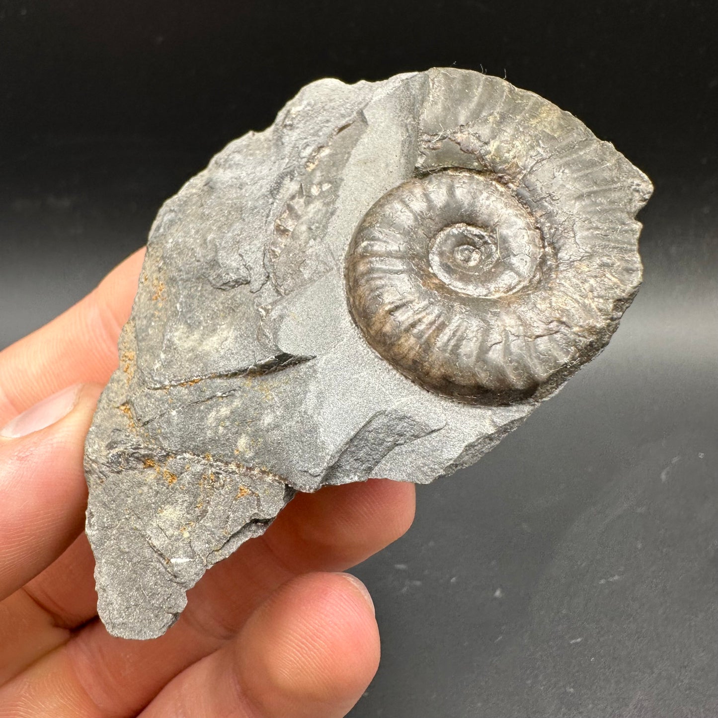 Grammoceras thoaurense Ammonite shell fossil with box and stand - Whitby, North Yorkshire, Yorkshire Fossils from the Jurassic Coast