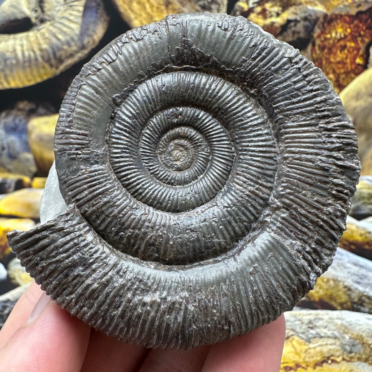 Dactylioceras tenuicostatum ammonite fossil - Whitby, North Yorkshire Jurassic Coast Yorkshire Fossils