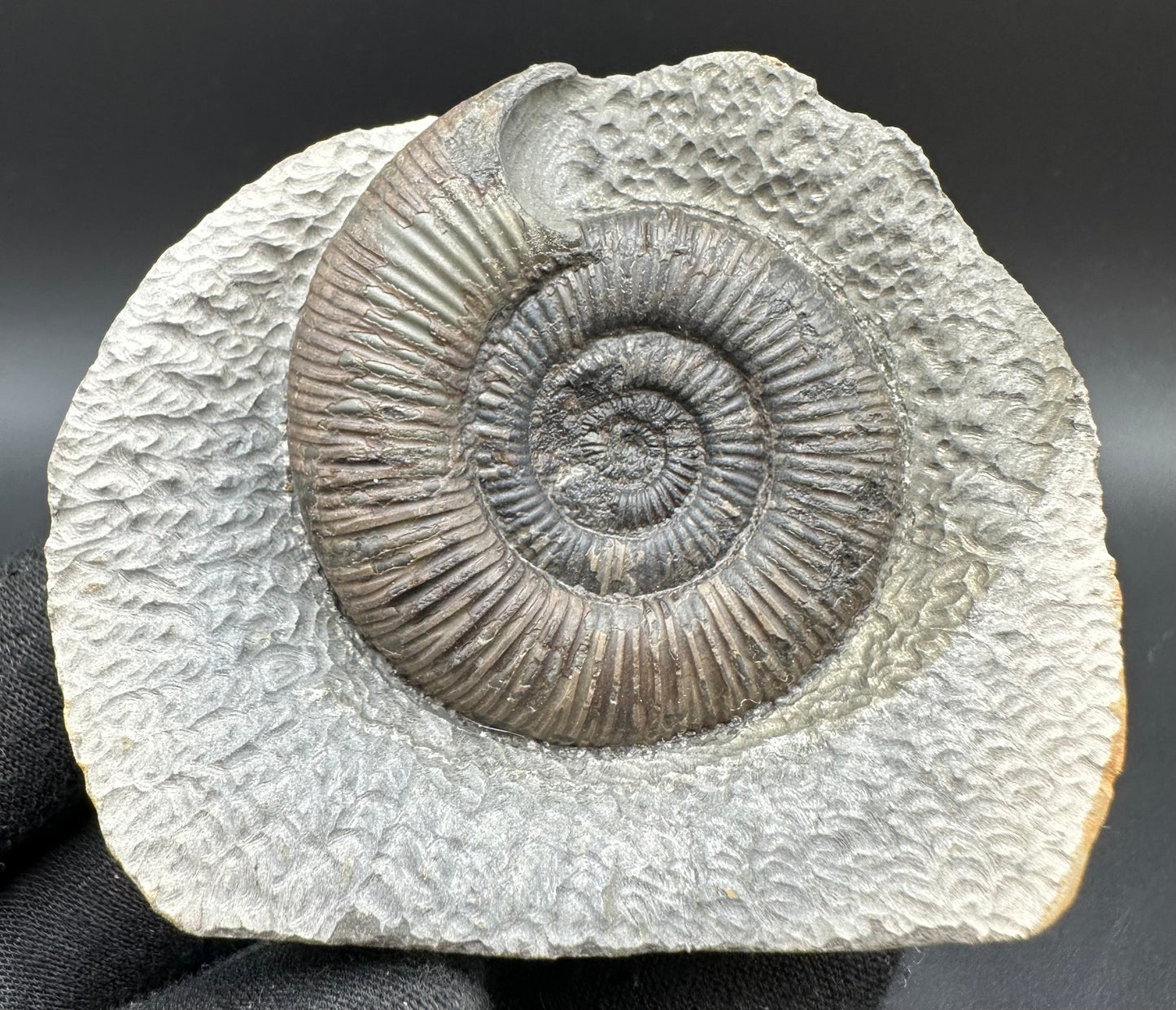 Dactylioceras semicelatum Ammonite fossil with box and stand - Whitby, North Yorkshire Jurassic Coast Yorkshire Fossils