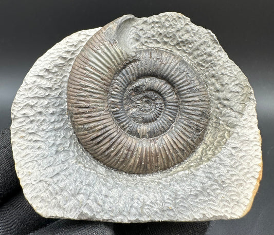 Dactylioceras semicelatum Ammonite fossil with box and stand - Whitby, North Yorkshire Jurassic Coast Yorkshire Fossils