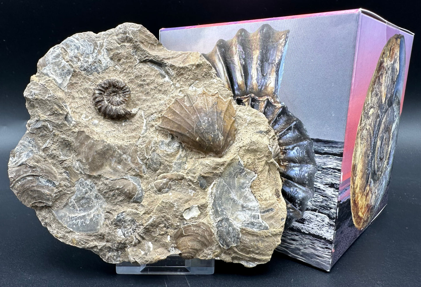 Androgynoceras Capricornus ammonite fossil with box and stand - Whitby, North Yorkshire Jurassic Coast Yorkshire Fossils