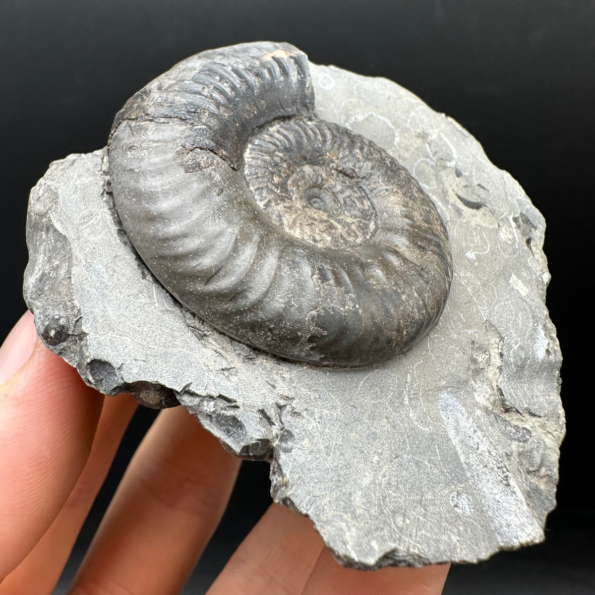 Grammoceras thoaurense Ammonite shell fossil with box and stand - Whitby, North Yorkshire, Yorkshire Fossils from the Jurassic Coast