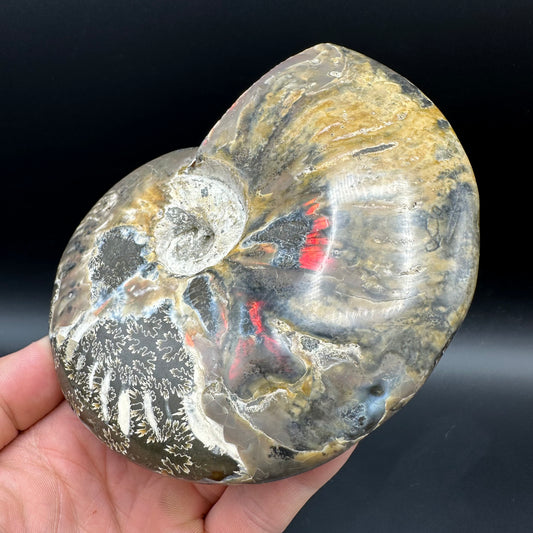 Cleoniceras Ammonite Fossil With Stand - Cretaceous Ammonite Madagascar