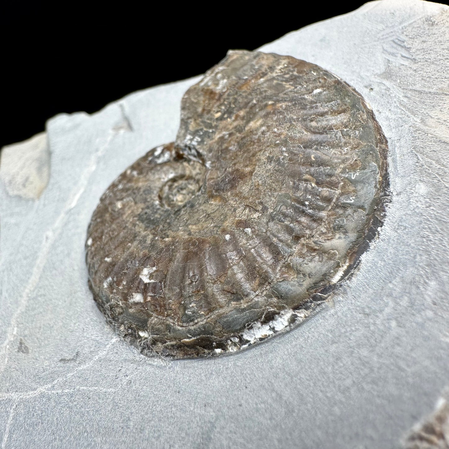 Pseudolioceras lythense Ammonite fossil with box and stand - Whitby, North Yorkshire, Yorkshire Fossils on the Jurassic Coast