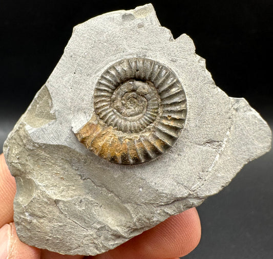 Arnioceras ammonite shell fossil with box and stand - Whitby, North Yorkshire Jurassic Coast Yorkshire Fossils