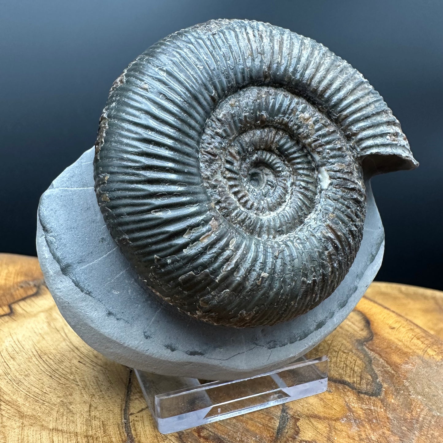 Dactylioceras semicelatum Ammonite fossil with stand - Whitby, North Yorkshire Jurassic Coast Yorkshire Fossils