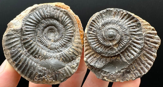 Dactylioceras Ammonite nodule (split pair) Fossil With Box And Stand - Whitby, North Yorkshire Jurassic Coast Yorkshire Fossils