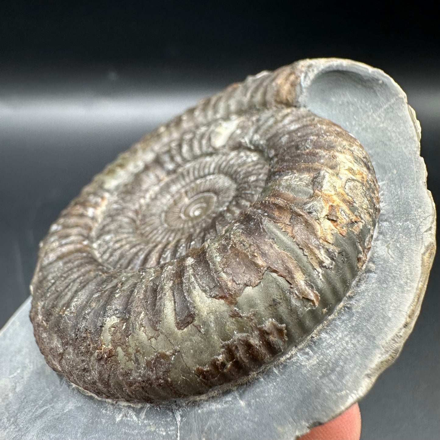 Dactylioceras Ammonite Fossil With Box And Stand - Whitby, North Yorkshire Jurassic Coast Yorkshire Fossils