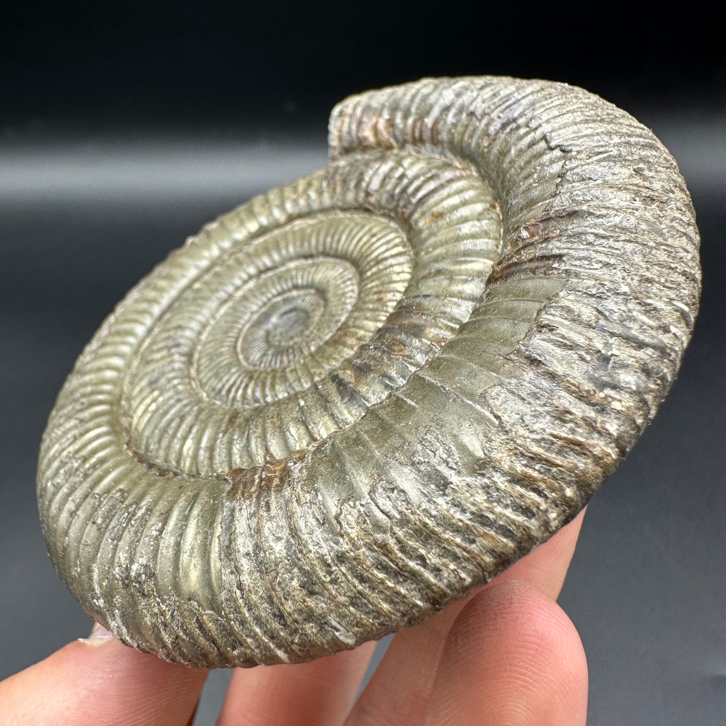 Golden Dactylioceras Ammonite Fossil With Box And Stand - Whitby, North Yorkshire Jurassic Coast Yorkshire Fossils