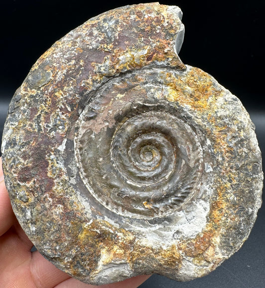 Hildoceras Bifrons Ammonite fossil with box and stand - Whitby, North Yorkshire Jurassic Coast, Yorkshire Fossils from the Jurassic Coast