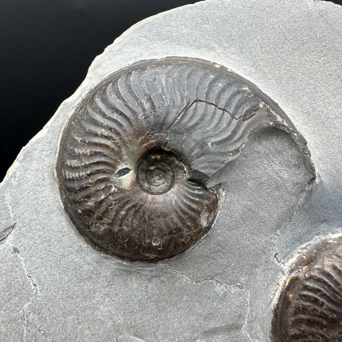 Eleganticeras Elegantulum Ammonite fossil with box and stand - Whitby, North Yorkshire Jurassic Coast, Yorkshire Fossils