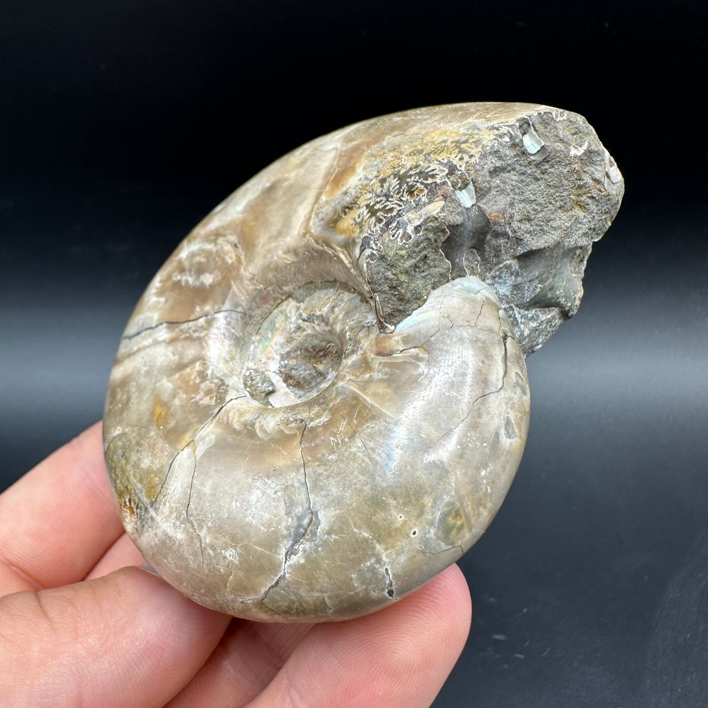 Puzosia Ammonite Fossil With Box And Stand - Cretaceous Ammonite Madagascar