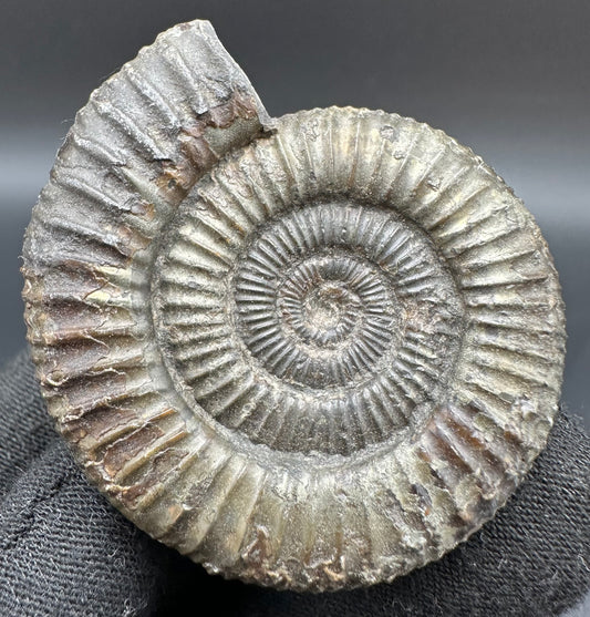 Dactylioceras Ammonite Fossil With Box And Stand - Whitby, North Yorkshire Jurassic Coast Yorkshire Fossils