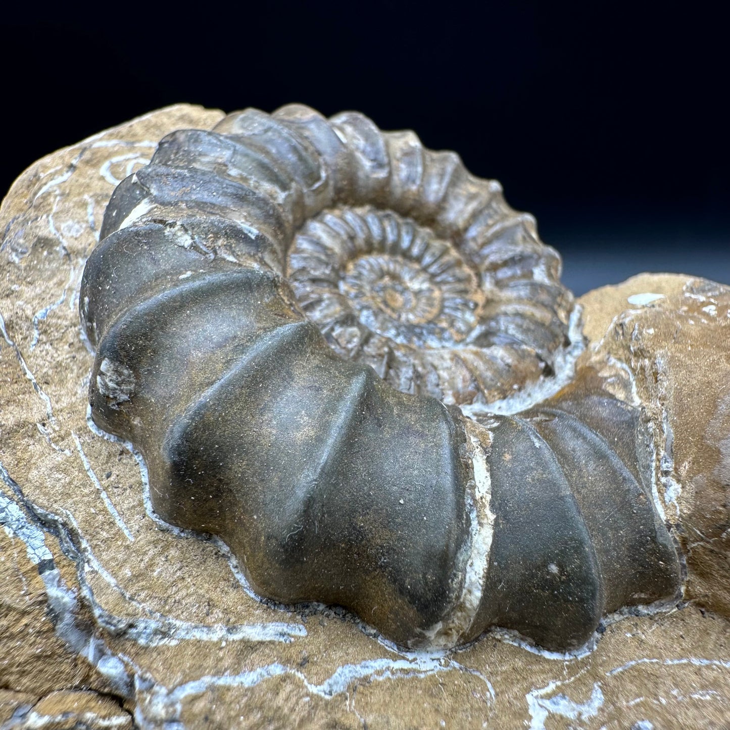 Androgynoceras Capricornus ammonite fossil - Whitby, North Yorkshire Jurassic Coast Yorkshire Fossils