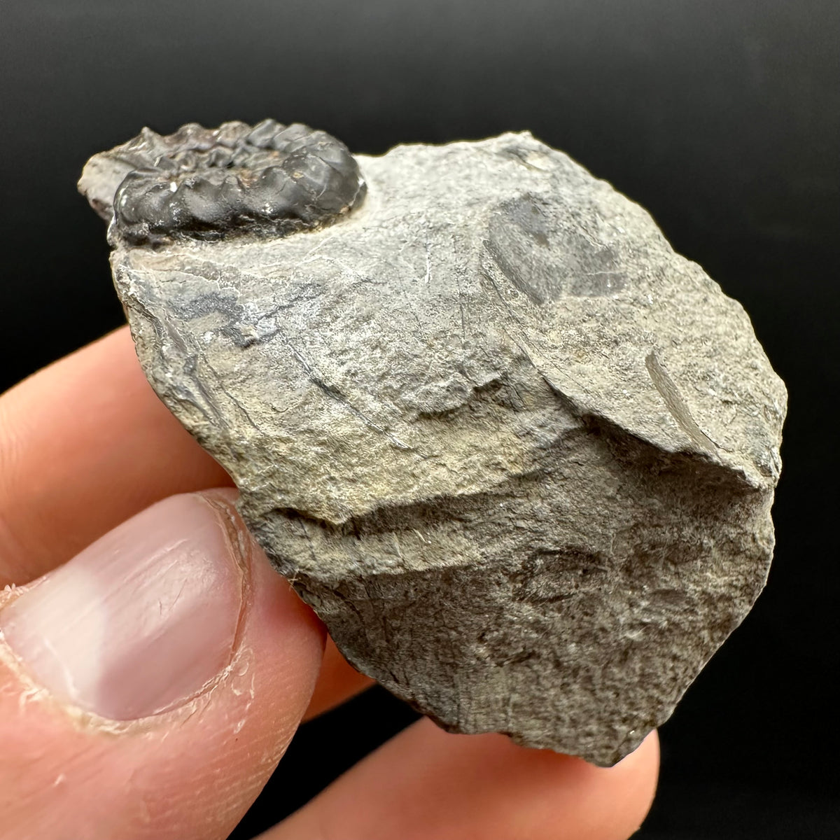 Amaltheus subnodosus Ammonite fossil with stand - Whitby, North Yorkshire Jurassic Coast Yorkshire Fossils
