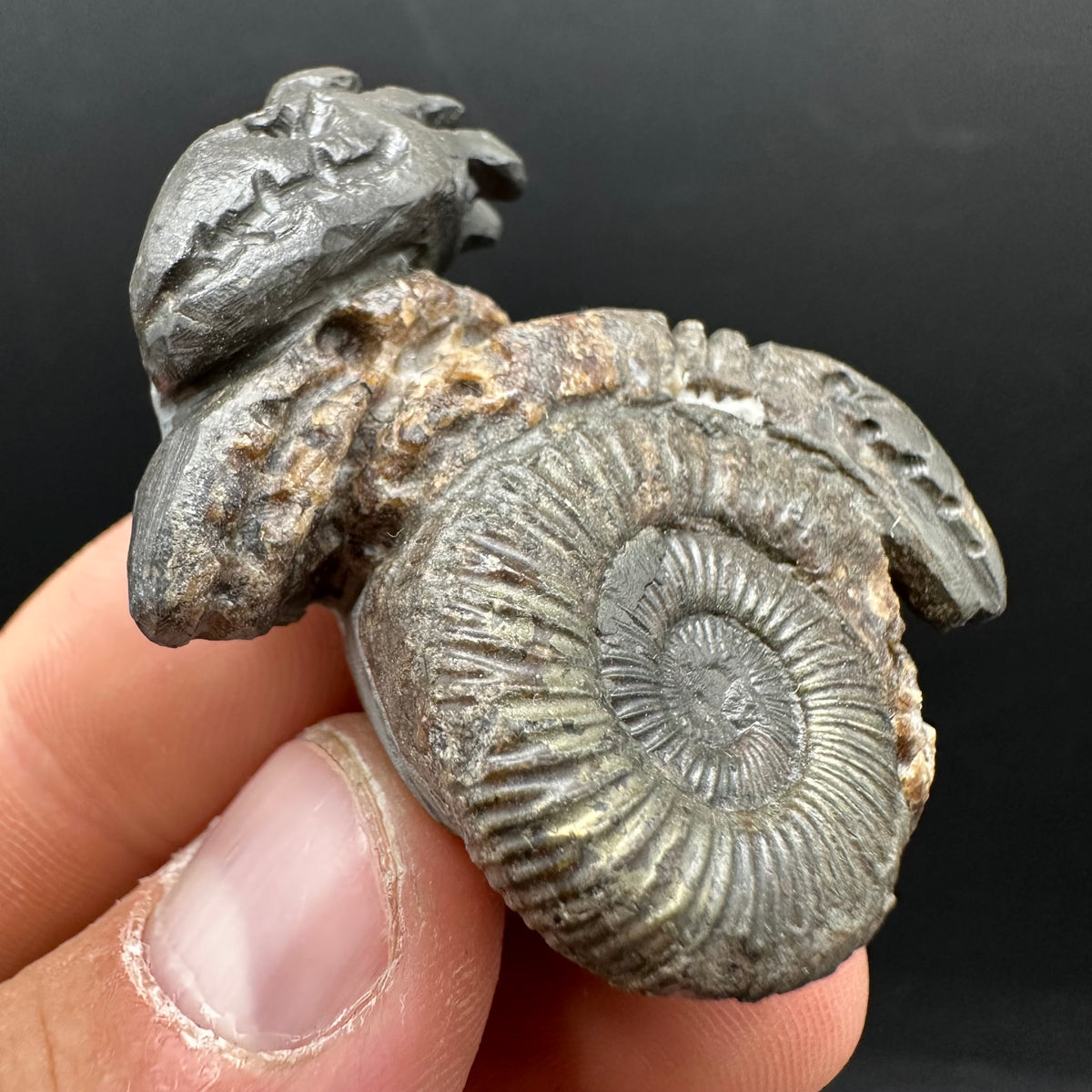 Hydra Snakestone Ammonite Fossil With Bag/Box And Stand - Whitby, North Yorkshire Jurassic Coast Yorkshire Fossils