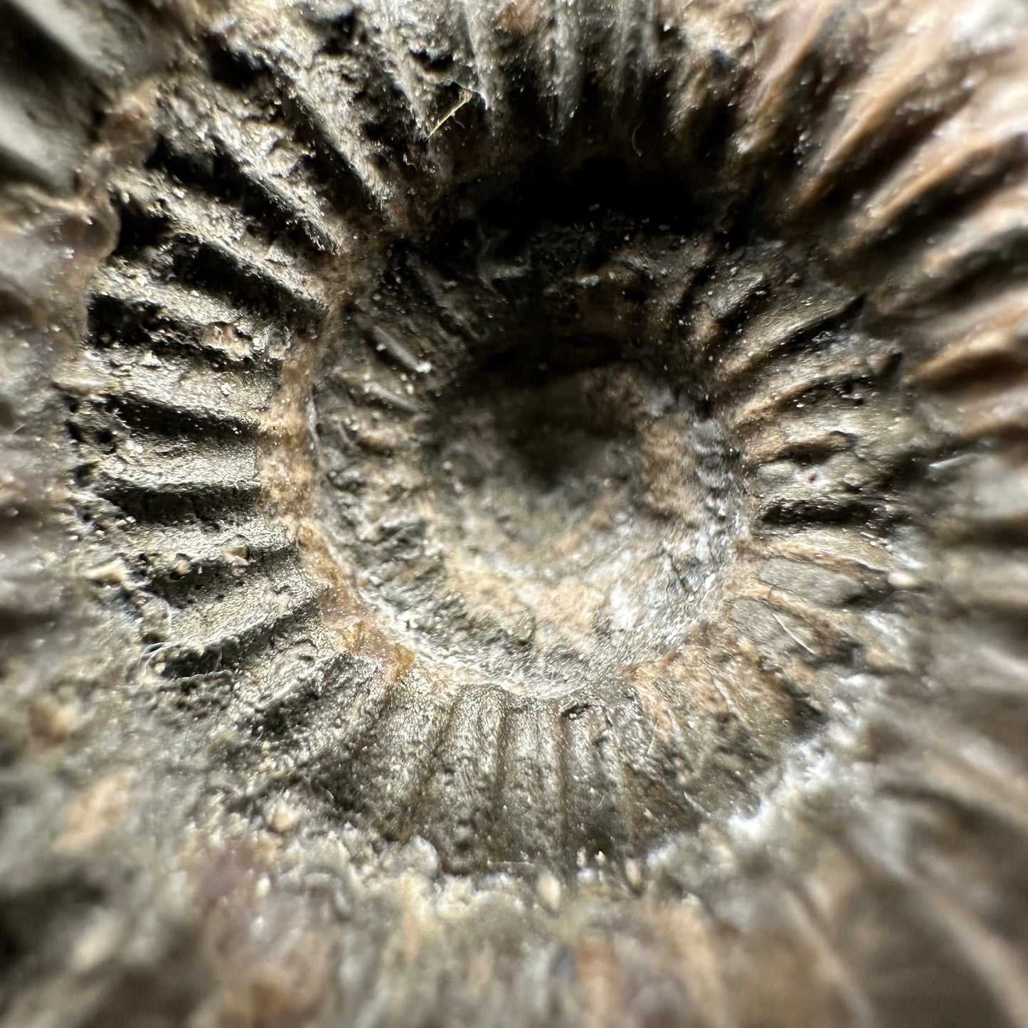 Catacoeloceras Sp. ammonite fossil with box and stand- Whitby, North Yorkshire Jurassic Coast Yorkshire Fossils