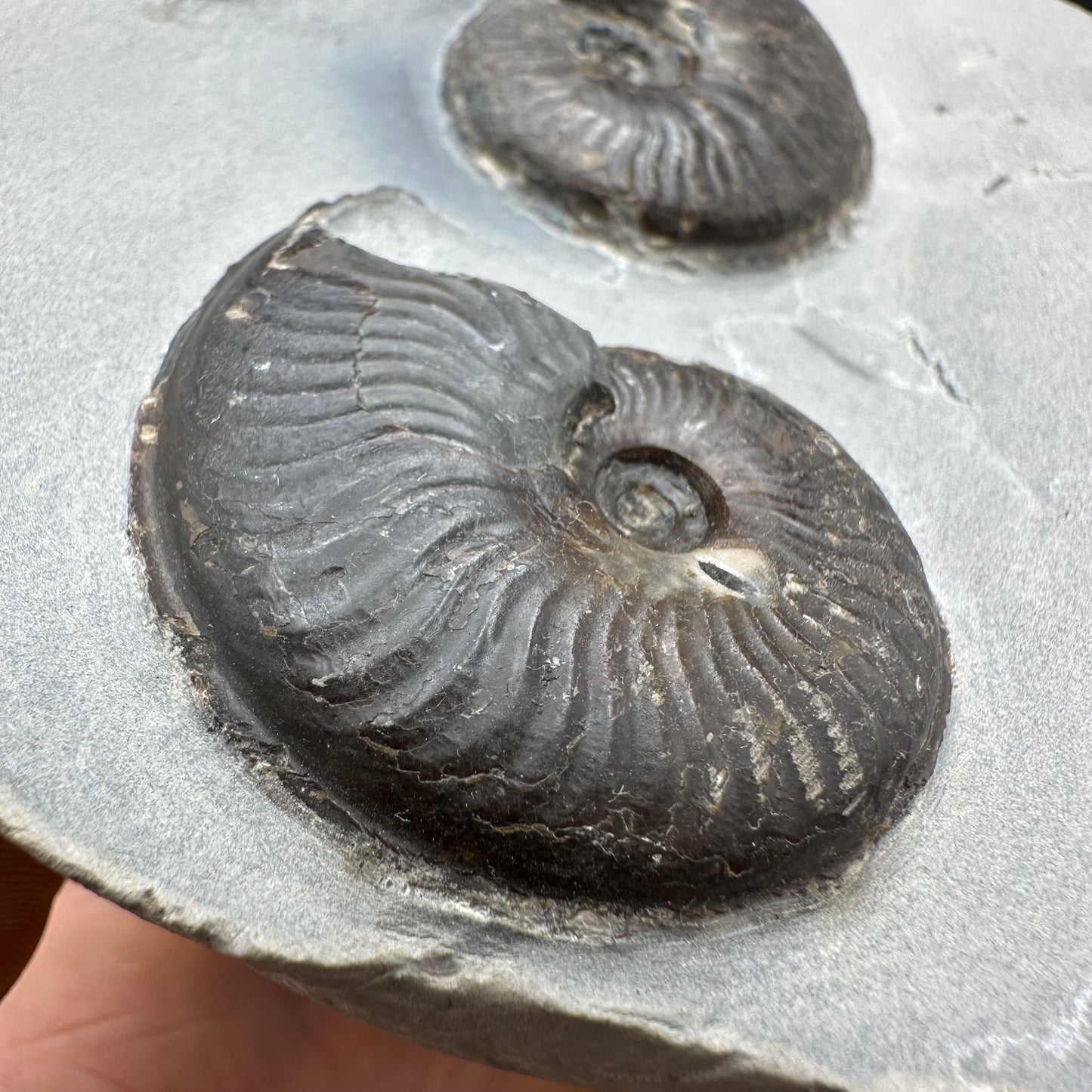 Eleganticeras Elegantulum Ammonite fossil with box and stand - Whitby, North Yorkshire Jurassic Coast, Yorkshire Fossils