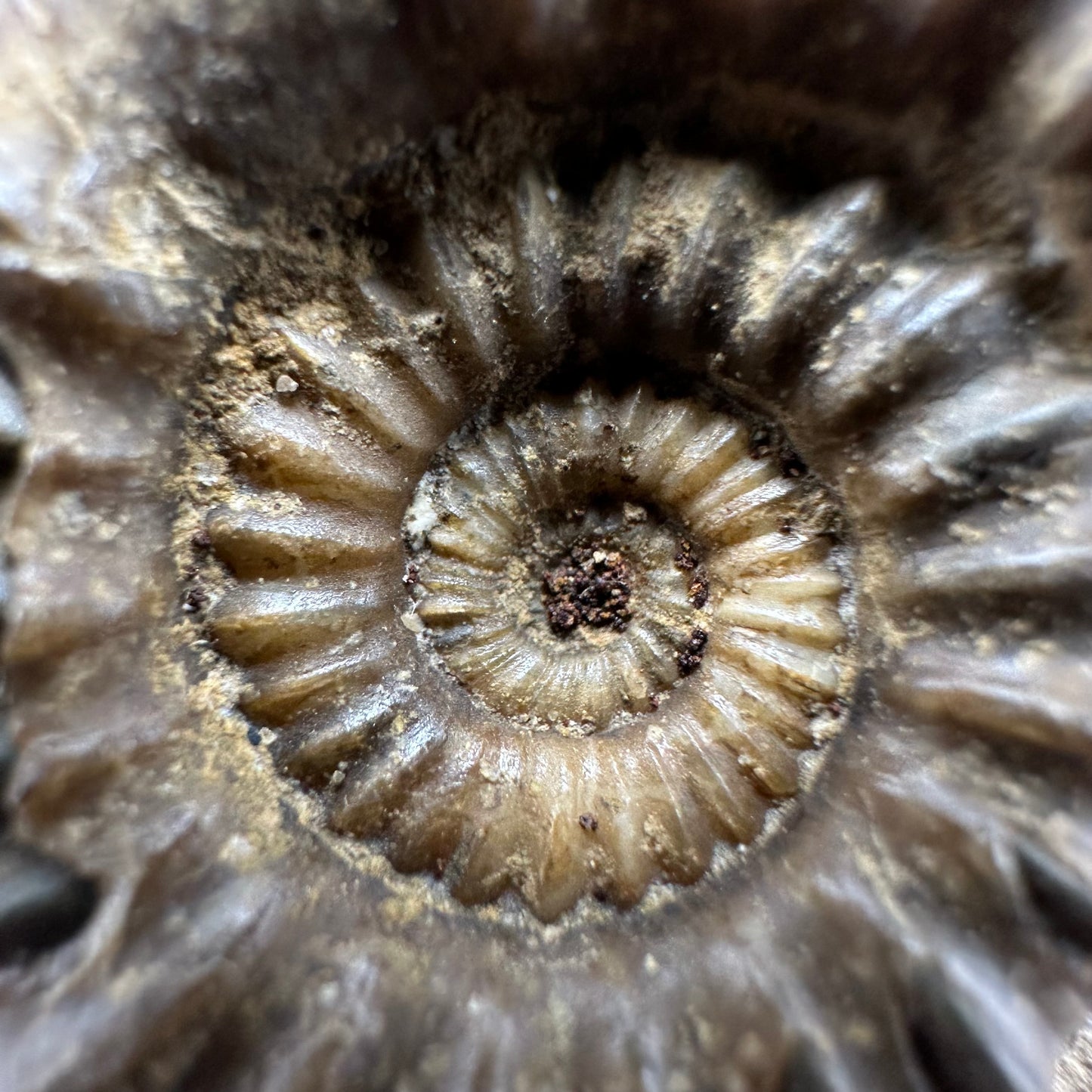 Androgynoceras capricornus Ammonite fossil with box and stand - Whitby, North Yorkshire Jurassic Coast Yorkshire Fossils