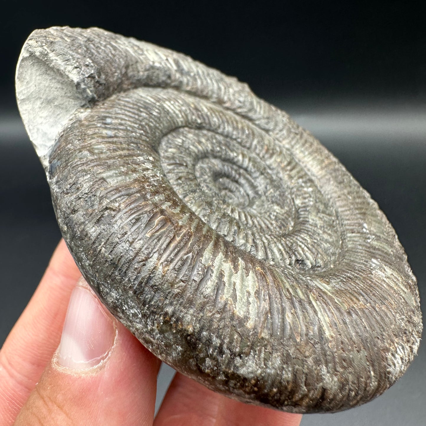 Dactylioceras semicelatum ammonite fossil with box and stand - Whitby, North Yorkshire Jurassic Coast Yorkshire Fossils