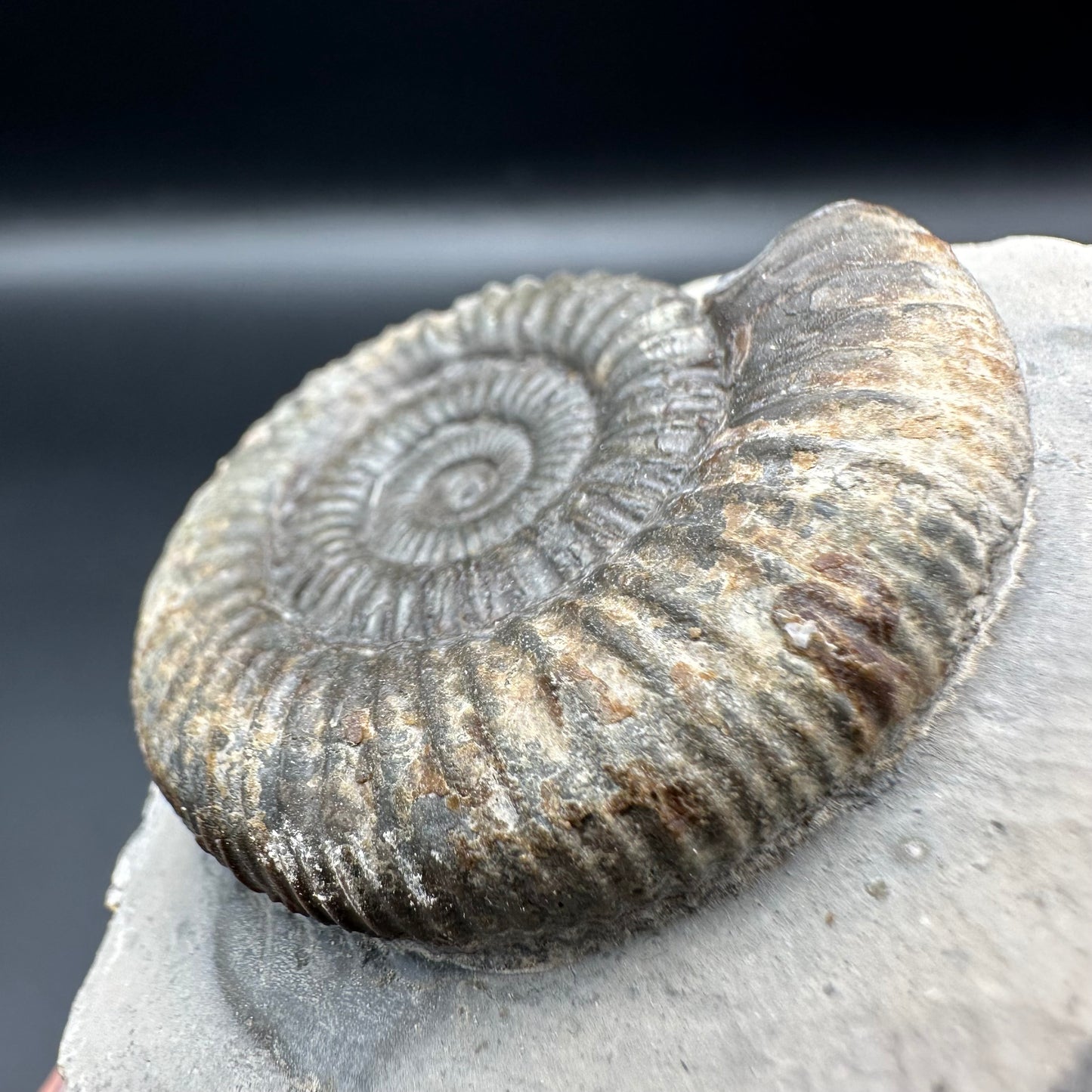 Dactylioceras Ammonite Fossil With Box And Stand - Whitby, North Yorkshire Jurassic Coast Yorkshire Fossils