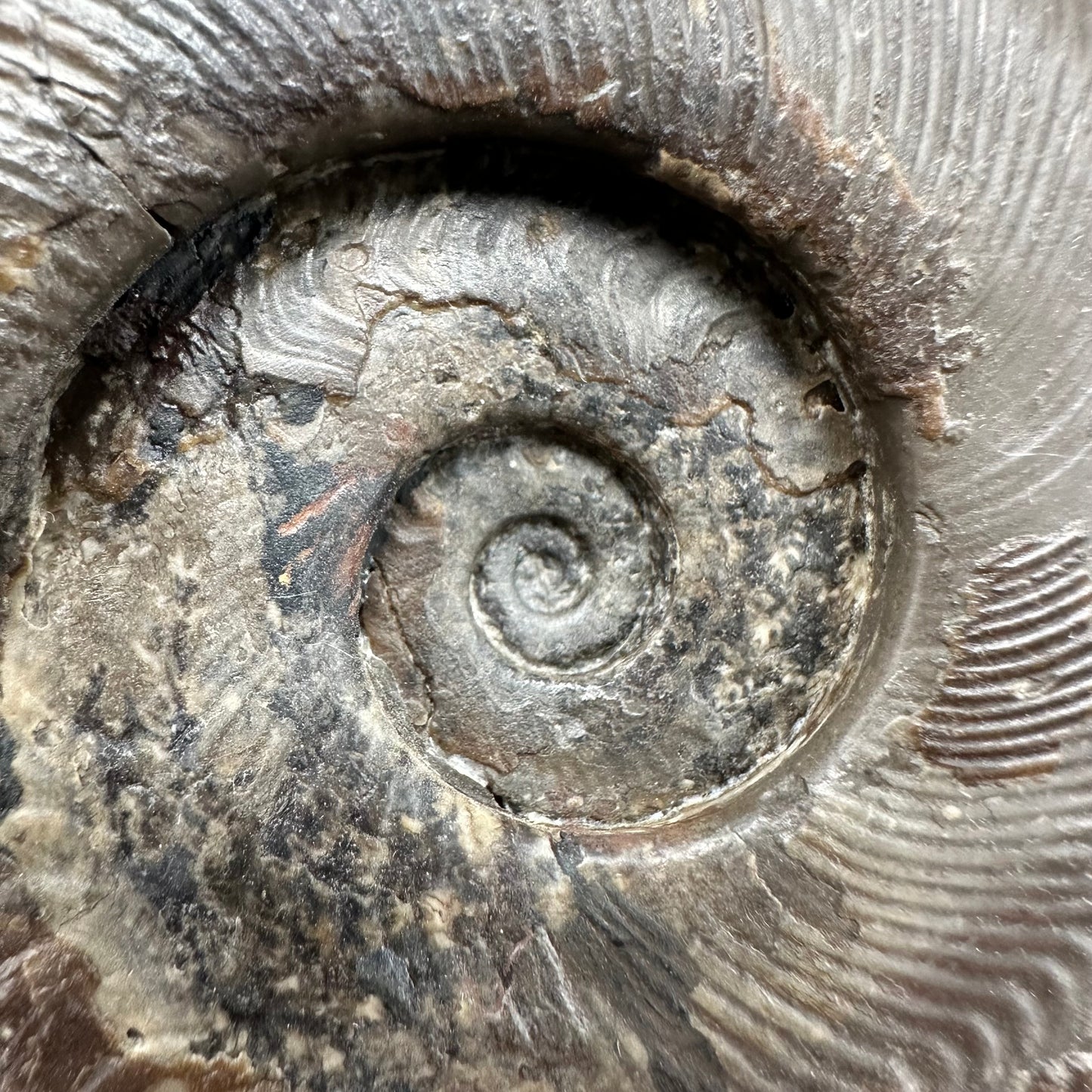 Harpoceras Sp. Ammonite fossil - Whitby, North Yorkshire Jurassic Coast Yorkshire Fossils