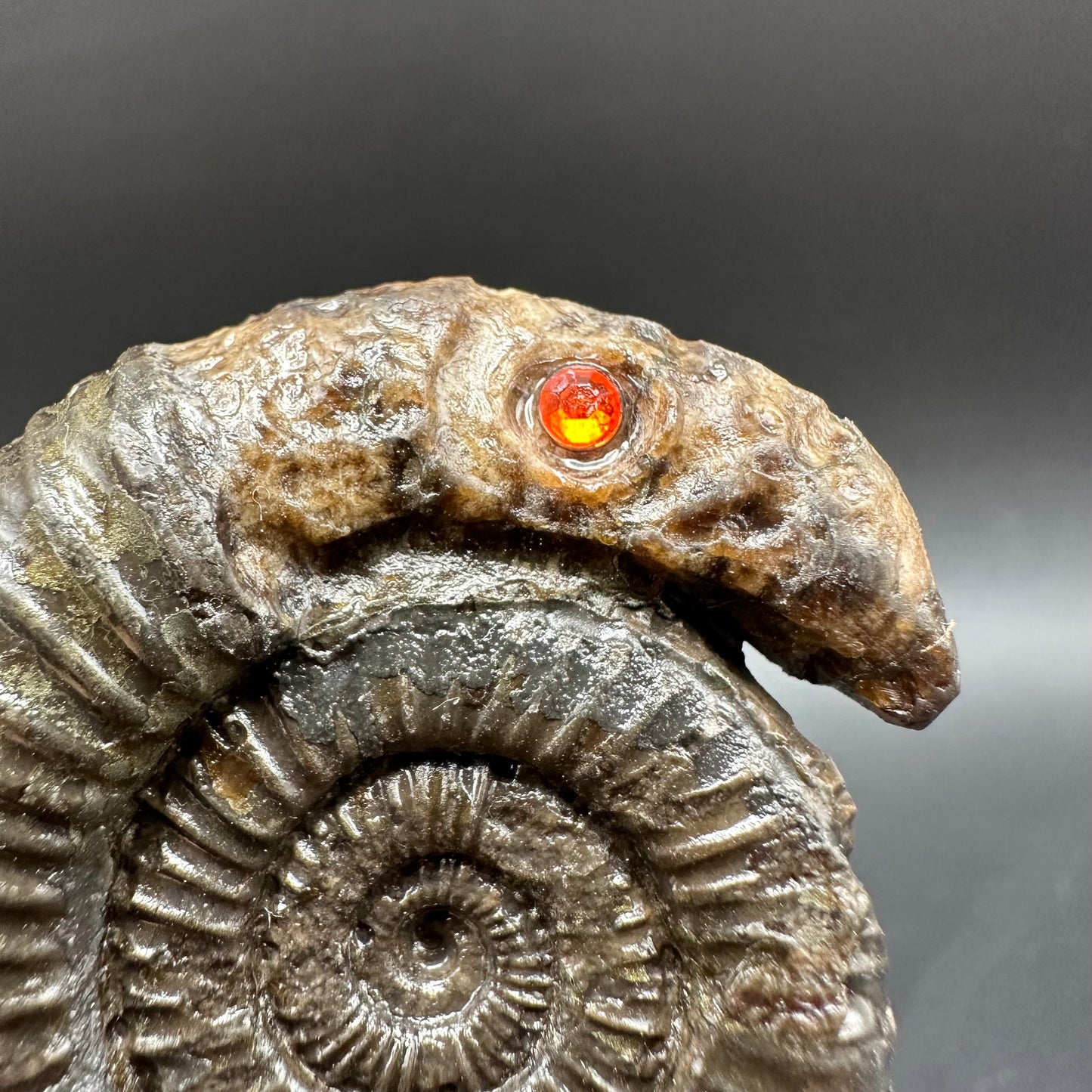 Snakestone Ammonite Fossil With Bag/Box And Stand - Whitby, North Yorkshire Jurassic Coast Yorkshire Fossils